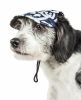 Pet Life 'Bone Cappa' Graffiti Sculptured Uv Protectant Adjustable Fashion Dog Hat Cap