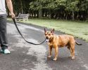 Pet Life 'Aero Mesh' Dual Sided Comfortable And Breathable Adjustable Mesh Dog Leash