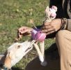 Jute And Rope Giraffe - Pet Toy